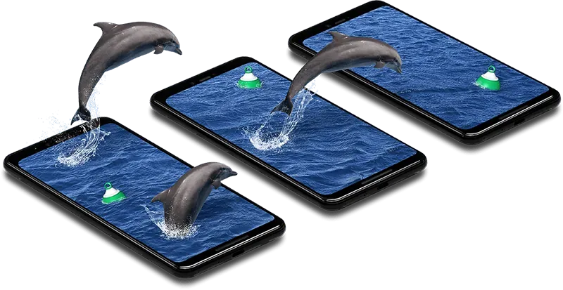 Dolphins